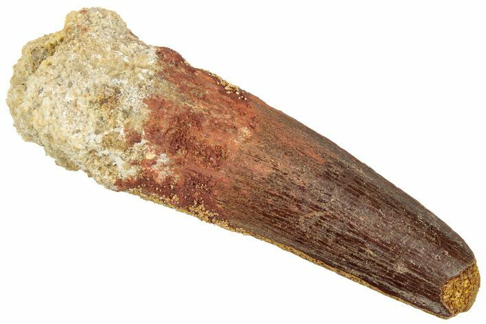 Fossil Spinosaurus Tooth - Real Dinosaur Tooth #322299